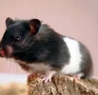 Criceti Europeo Panda e Talpa