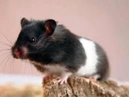 Criceti Europeo Panda e Talpa