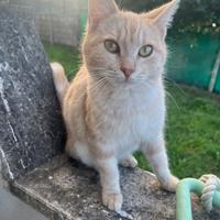 Adozione responsabile ?