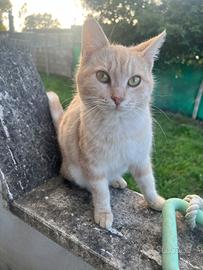 Adozione responsabile ?