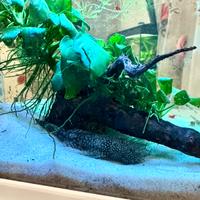 Pesce Ancistrus (pesce pulitore)