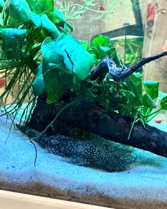 Pesce Ancistrus (pesce pulitore)