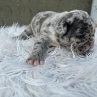 Bulldog francesi Merle maschi
