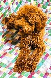 Cuccioli Barboncino toy/nano italiani