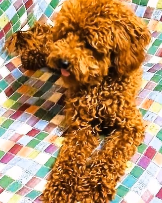 Cuccioli Barboncino toy/nano italiani