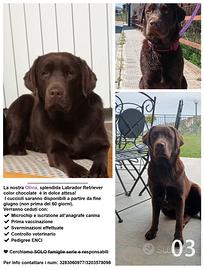 Cuccioli Labrador disponibili da fine giugno