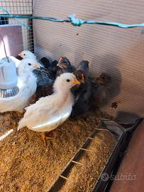 Pulcini pollastri galline galli