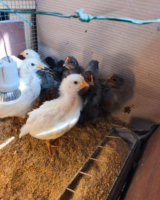 Pulcini pollastri galline galli