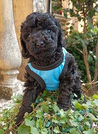 Barboncini Toy e nani