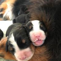 Cuccioli bovaro del Bernese pedigree