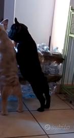 Bulldog francese