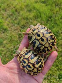 Testudo hermanni hermanni
