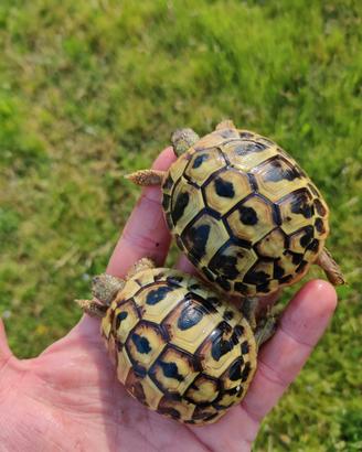 Testudo hermanni hermanni