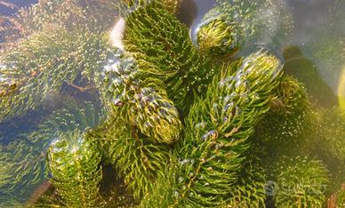 Ceratophyllum 
