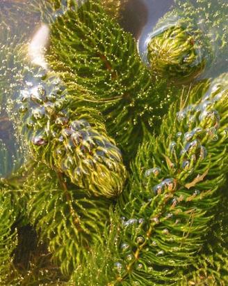 Ceratophyllum 