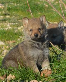 Cuccioli cane lupo cecosovacco