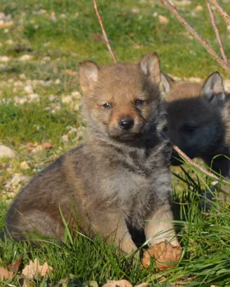Cuccioli cane lupo cecosovacco