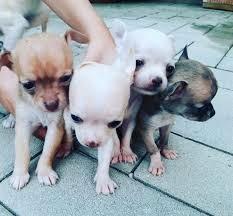 cuccioli di chihuahua toy 