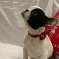 Bulldog francese maschio