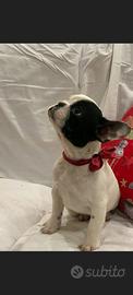 Bulldog francese maschio