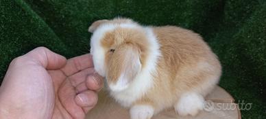 Cuccioli coniglio ariete nano minilop