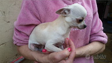 Chihuahua Toy per. Spitz o volpina