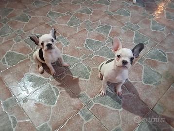 Maschietto e femminuccia bulldog
