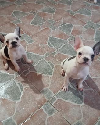 Maschietto e femminuccia bulldog