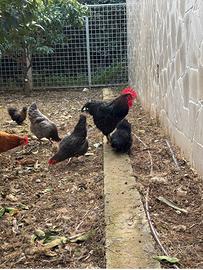 Gallo di marans