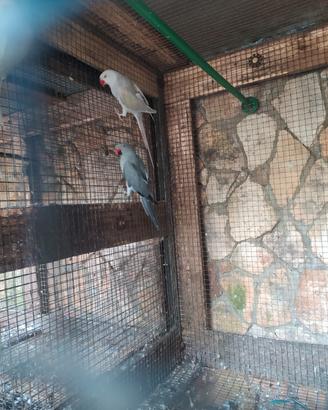 Parrocchetti dal collare