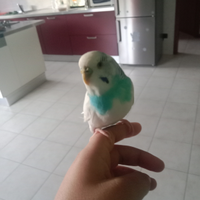 Cocorita allevata a mano