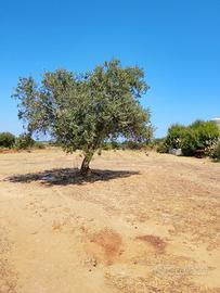 Terreno agricolo