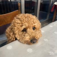 Barboncino maschio per accoppiamento