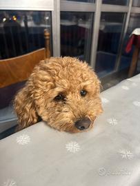 Barboncino maschio per accoppiamento