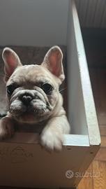 Bulldog Francese cuccioli maschi