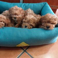 Barboncini Fulvo Toy