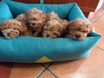 Barboncini Fulvo Toy