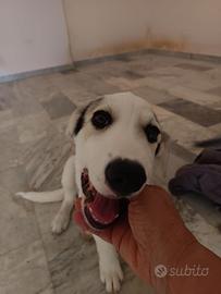 Adozione cucciolo