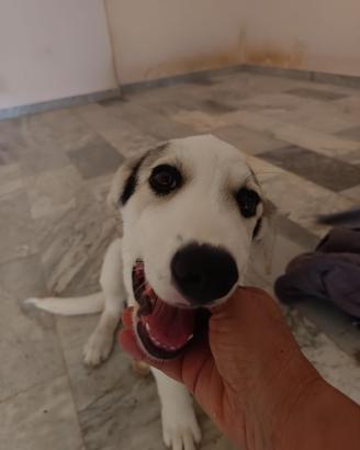 Adozione cucciolo