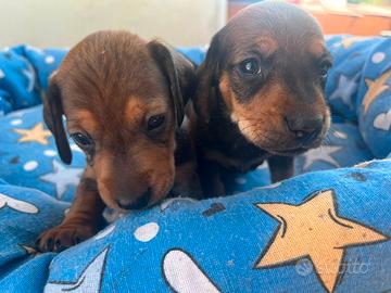 Cuccioli di bassotto