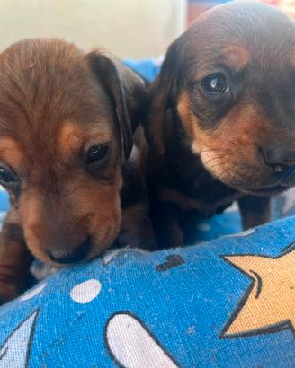 Cuccioli di bassotto