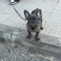 Bull Dog Francese femmina