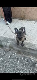 Bull Dog Francese femmina