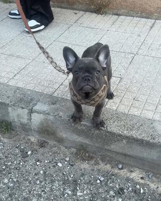 Bull Dog Francese femmina