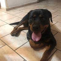 Femmina rottwailer in adozione