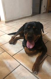 Femmina rottwailer in adozione