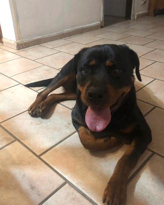 Femmina rottwailer in adozione