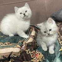 Cuccioli di scottish fold e straight