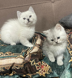 Cuccioli di scottish fold e straight
