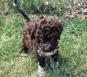 Cuccioli di Lagotto Romagnolo con Pedigree